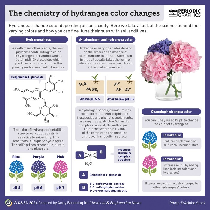 Couleurs des hortensias 